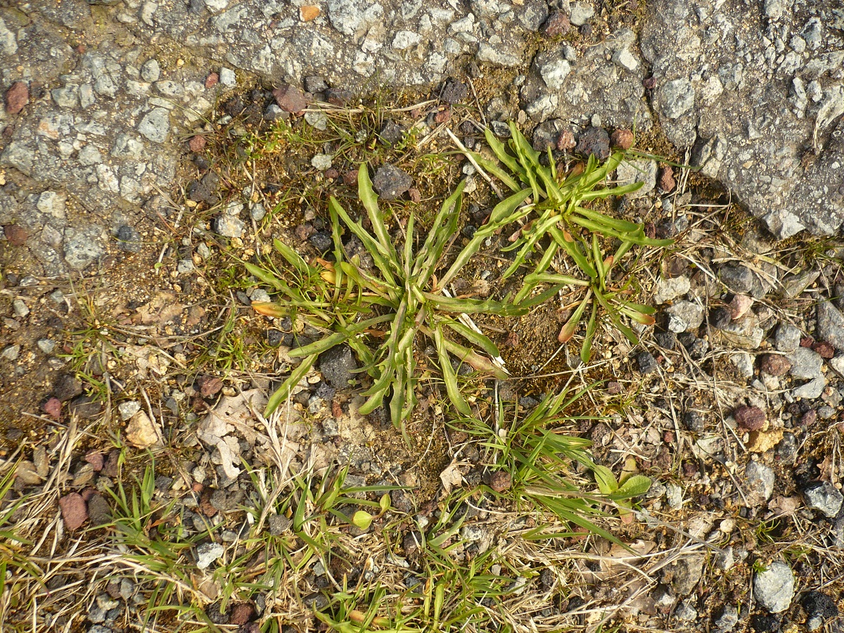 Scorzoneroides autumnalis (Asteraceae)
